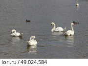 Duck and white swans flock on pond 8433. Duck and white swans 8433. Стоковое фото, агентство Ingram Publishing / Фотобанк Лори