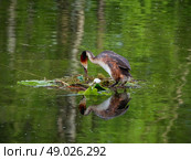 Great Crested Grebe is on the nest. Стоковое фото, фотограф Саблин Станислав / Фотобанк Лори