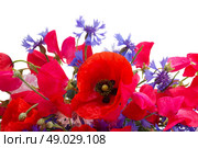 Poppy, sweet pea and corn flowers close up  isolated on white background. Стоковое фото, агентство Ingram Publishing / Фотобанк Лори