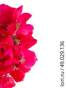 Sweet pea flowers. Sweet pea flowers border isolated on white background. Стоковое фото, агентство Ingram Publishing / Фотобанк Лори