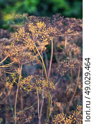 Dry bushes of dill.Selective focus. Dry bushes of dill in the fall vegetable garden.Photo tinted. Стоковое фото, агентство Ingram Publishing / Фотобанк Лори