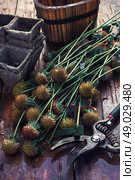 Cut autumn plants. sheaf of cut plants on the background of secateurs on wooden table. Стоковое фото, агентство Ingram Publishing / Фотобанк Лори