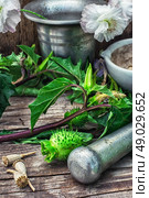 Datura Stramonium. Стоковое фото, агентство Ingram Publishing / Фотобанк Лори