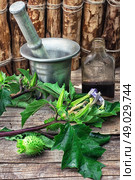 Stems of herbaceous medicinal plants genus Datura Nightshade family with poppy seeds o. Стоковое фото, агентство Ingram Publishing / Фотобанк Лори