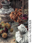 herbal medicine. assembled the dried yield healing herbs traditional medicine and vintage kerosene lamp.Photo tinted.Selective focus. Стоковое фото, агентство Ingram Publishing / Фотобанк Лори