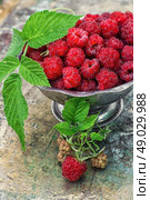 raspberries. Plucked raspberries in vintage iron ramekin.Photo tinted. Стоковое фото, агентство Ingram Publishing / Фотобанк Лори