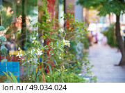 Vegetative background of white oleander flowers against the background of the street. Стоковое фото, фотограф Лазаренко Светлана / Фотобанк Лори