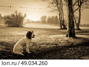 Cute Cocker Spaniel dog sitting on the lawn in misty weather. Стоковое фото, агентство Ingram Publishing / Фотобанк Лори
