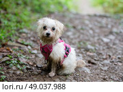 A dirty, wet, tortured dog is lost and looking for its owners. Стоковое фото, фотограф Лазаренко Светлана / Фотобанк Лори
