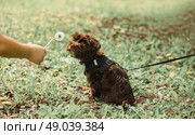 Playful happy pet dog puppy standing in the grass and sniffs a dandelion in summer day. Стоковое фото, фотограф Ишмухаметова Зульфия / Фотобанк Лори