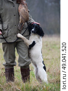 Black and white springer spaniel with master on a shoot. Стоковое фото, агентство Ingram Publishing / Фотобанк Лори