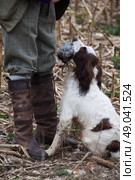 Springer spaniel retrieving a partridge. Стоковое фото, агентство Ingram Publishing / Фотобанк Лори