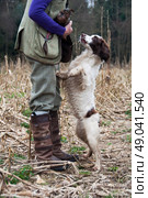 Liver and white spaniel delivering a bird to hand on a shoot, jumping up. Стоковое фото, агентство Ingram Publishing / Фотобанк Лори