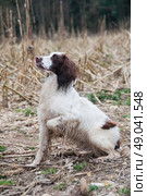 Poised working springer spaniel. Стоковое фото, агентство Ingram Publishing / Фотобанк Лори