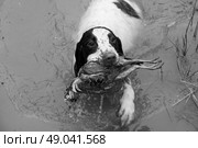 Spaniel retrieving partridge from water in black and white . Стоковое фото, агентство Ingram Publishing / Фотобанк Лори