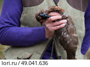 Lady picking up on a shoot. Стоковое фото, агентство Ingram Publishing / Фотобанк Лори
