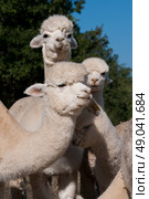 Herd of alpacas. Стоковое фото, агентство Ingram Publishing / Фотобанк Лори