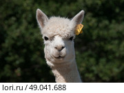 Alpaca portrait. Стоковое фото, агентство Ingram Publishing / Фотобанк Лори