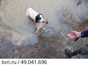Spaniel retrieving pheasant from water. Стоковое фото, агентство Ingram Publishing / Фотобанк Лори