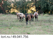 Flock of Cameroon sheep. Стоковое фото, агентство Ingram Publishing / Фотобанк Лори