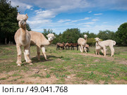 Alpacas grazing with Cameroon sheep. Стоковое фото, агентство Ingram Publishing / Фотобанк Лори