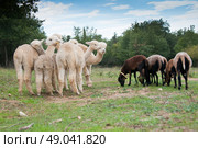 Alpacas grazing with Cameroon sheep. Стоковое фото, агентство Ingram Publishing / Фотобанк Лори