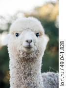 Portrait of a juvenile alpaca. Стоковое фото, агентство Ingram Publishing / Фотобанк Лори