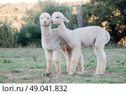 Two young alpaca friends. Стоковое фото, агентство Ingram Publishing / Фотобанк Лори