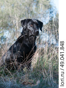 Black Labrador sitting. Стоковое фото, агентство Ingram Publishing / Фотобанк Лори