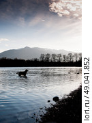 Golden retriever dog silhouetted in water against the mountains. Стоковое фото, агентство Ingram Publishing / Фотобанк Лори