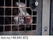 Liver and white springer spaniel in cage. Стоковое фото, агентство Ingram Publishing / Фотобанк Лори