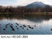 Ducks on a pond. Стоковое фото, агентство Ingram Publishing / Фотобанк Лори