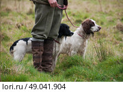 Two springer spaniels out shooting with handler. Стоковое фото, агентство Ingram Publishing / Фотобанк Лори