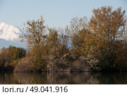 Egrets in a tree against the backdrop of Canigou mountain. Стоковое фото, агентство Ingram Publishing / Фотобанк Лори