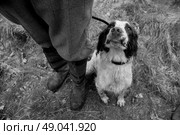 Springer spaniel at heel. Стоковое фото, агентство Ingram Publishing / Фотобанк Лори