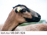 Portrait of a Cameroon sheep. Стоковое фото, агентство Ingram Publishing / Фотобанк Лори