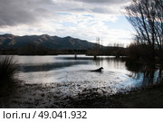 Golden retriever dog silhouetted in water against the mountains. Стоковое фото, агентство Ingram Publishing / Фотобанк Лори