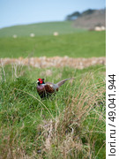 Male pheasant in the countryside . Стоковое фото, агентство Ingram Publishing / Фотобанк Лори