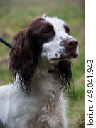 Liver and white springer spaniel. Стоковое фото, агентство Ingram Publishing / Фотобанк Лори