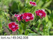 Гвоздика китайская (лат. Dianthus chinensis) крупным планом. Стоковое фото, фотограф Елена Коромыслова / Фотобанк Лори