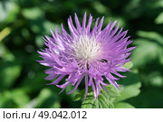 Василек подбеленный (лат. Centaurea dealbata) в летнем саду крупным планом. Стоковое фото, фотограф Елена Коромыслова / Фотобанк Лори