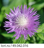 Василек подбеленный (лат. Centaurea dealbata) крупным планом. Стоковое фото, фотограф Елена Коромыслова / Фотобанк Лори