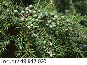 Зеленые шишкоягоды на ветках можжевельника (лат. Juniperus) крупным планом. Стоковое фото, фотограф Елена Коромыслова / Фотобанк Лори