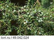 Ветка можжевельника (лат. Juniperus) с зелеными шишкоягодами крупным планом. Стоковое фото, фотограф Елена Коромыслова / Фотобанк Лори