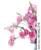 bouquet of fresh roses. bunch of pink eustoma flowers close ups  isolated on white background. Стоковое фото, агентство Ingram Publishing / Фотобанк Лори
