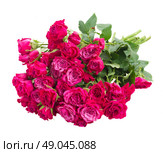 pile  of mauve roses   isolated on white background. Стоковое фото, агентство Ingram Publishing / Фотобанк Лори