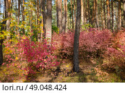 Заросли бересклета среди сосен в осеннем лесу. Стоковое фото, фотограф Альбина Шаимова / Фотобанк Лори