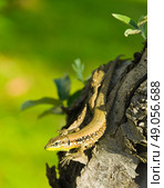 Little green lizard on tree trunk. Стоковое фото, агентство Ingram Publishing / Фотобанк Лори