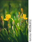 Iris pseudacorus also known as yellow flag iris, shallow DOF. Стоковое фото, агентство Ingram Publishing / Фотобанк Лори