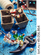 Cut flowering branch of cherry,peat pot and the shears. Стоковое фото, агентство Ingram Publishing / Фотобанк Лори